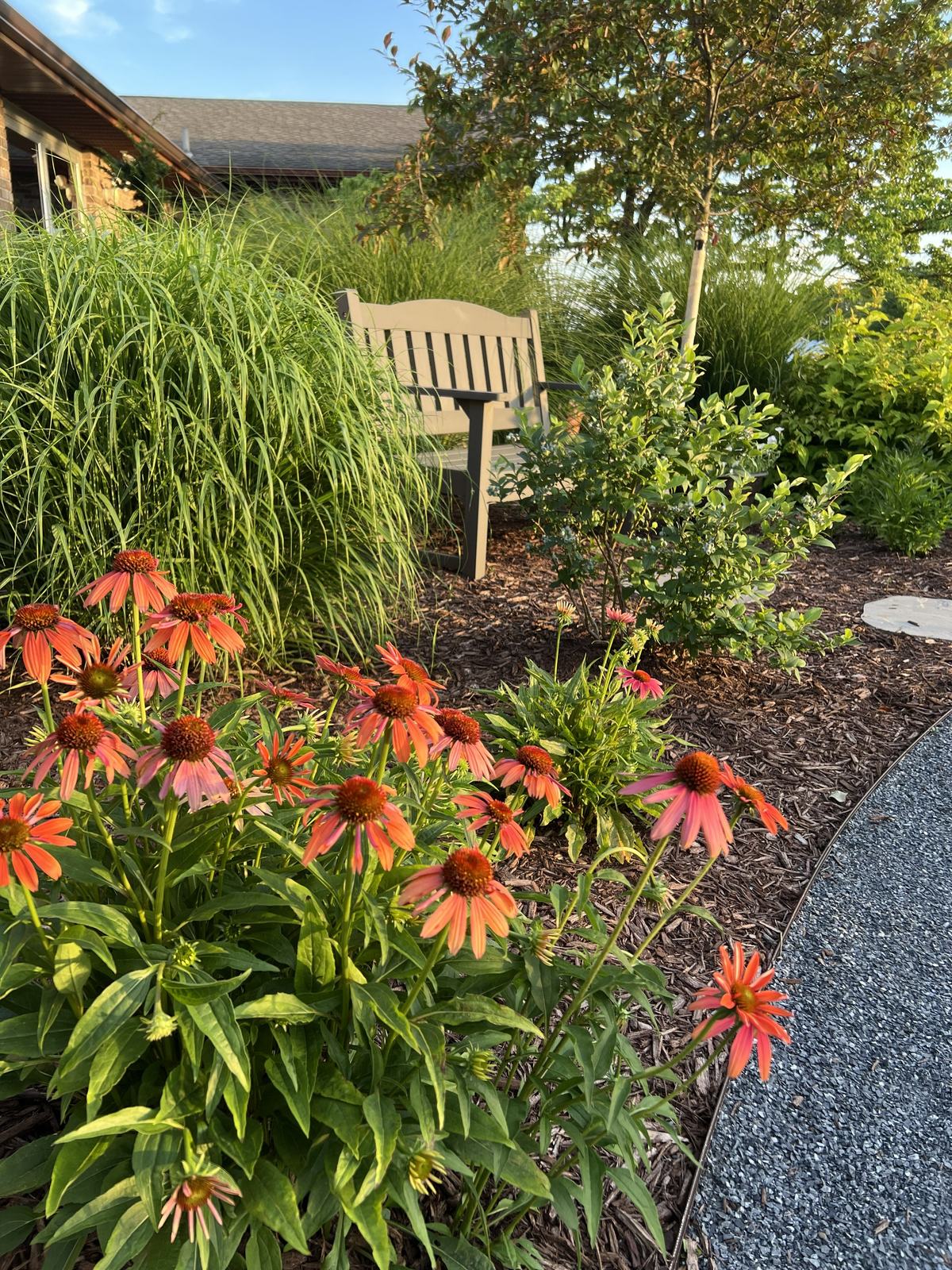 Coneflowers in bloom
